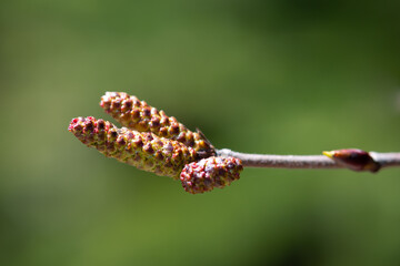 The end or tip of a papery European white birch tree branch with multiple yellow and brown speckles buds which are slightly pointed.  The background is vibrant green colour. 
