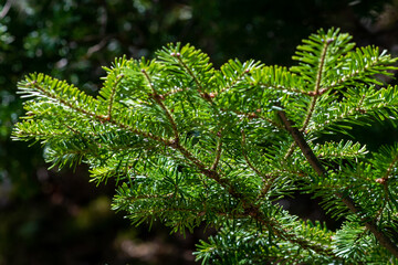 A new and vibrant evergreen bough in bright green colour, short thick needles, there are small fresh buds at the end of the branch growing out of the side of a large evergreen tree.