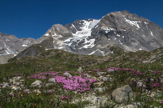 Sil&egrave;ne Acaule et la grande Casse  ; Paysage du Parc National de la Vanoise , Savoie , alpes , France
