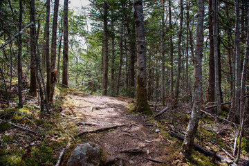 A hiking trail in the woods with mossy ground cover. The trees are tall and skinny with very few leaves. Most are coniferous trees with green pine needles. The path has stumps growing up on it. - Powered by Adobe