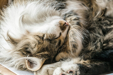 Sleeping peaceful fluffy domestic cat with a pink nose