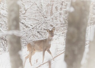 Capreolus capreolus in the forest
