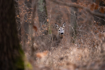 Capreolus capreolus in the forest