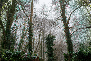 Snow Covered Winter forest, Ireland
