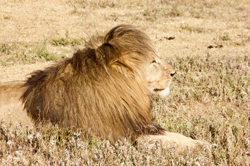 Naklejka premium lion in the wild