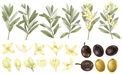 Collection of hand drawn green and black olives, olive tree branches and olive flowers, isolated illustrations on white background - 420331006