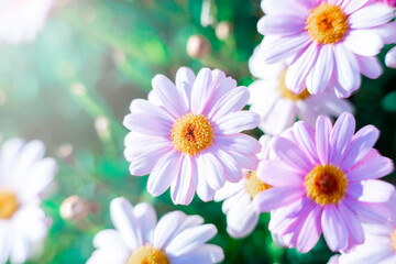 Spring time concept. Beautiful welcome painted daisy or pyrethrum flowers blooming background poster in high resolution