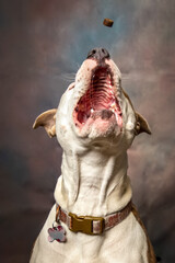 Dog Catching A Training Treat