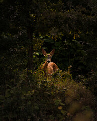 Roe deer in the environment