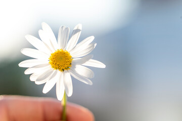 Spring time concept. Beautiful welcome painted daisy or pyrethrum flowers blooming with copy space...