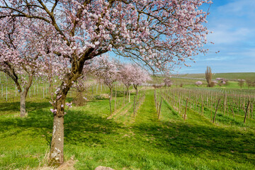 Fototapeta premium Mandelbaumblüte (Prunus dulcis), Frühling in der Südpfalz