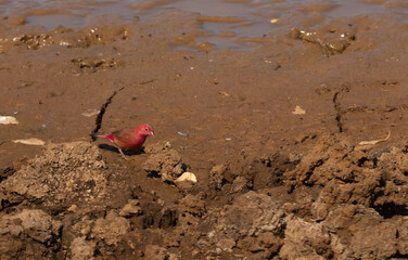 Red-billed firefinch