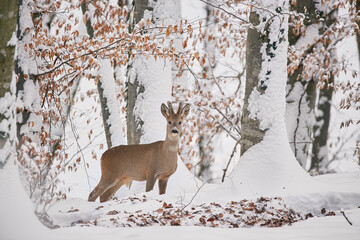 A deer, Capreolus capreolus in the forest