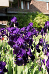 Purple irises bloom in the garden. © yare yare
