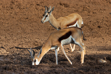 Springbok drinking water