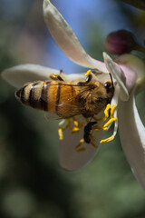 abeja volando y recolectando polen de flor blanca de limon o arbol limonero, fondo bokeh dia soleado