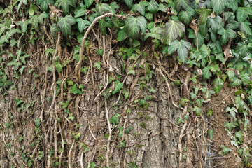 Ivy on tree trunk