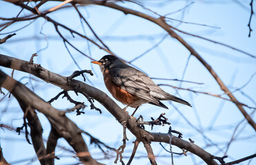 bird on branch relaxing