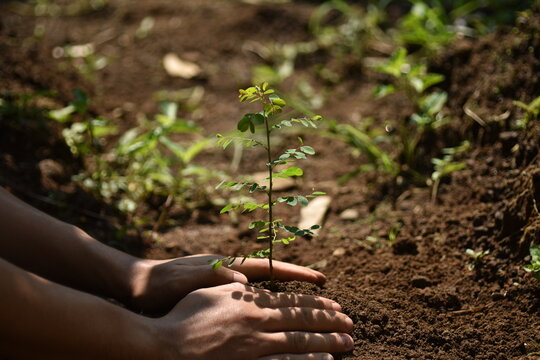 Hand holding seed tree for planting into soil. Eco earth day concept