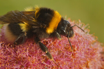 Closeup on a queen of  garden bumblebee or small garden bumblebee, Bombus hortorum.