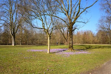 Spring in Frankfurt am Main, Hesse, Germany, corona time. Flowers violet  crocuses, crocus,  white snowdrops on green grass in Park by the Nidda river.