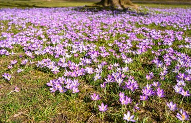 Spring in Frankfurt am Main, Hesse, Germany, corona time. Flowers violet  crocuses, crocus,  white snowdrops on green grass in Park by the Nidda river.