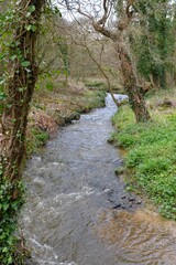Little water stream in a forest 