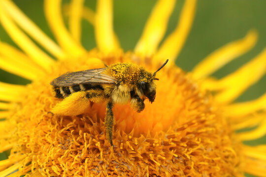 Closeup of a female of the pantaloon bee or hairy-legged mining bee, Dasypoda hirtipes , showing of the large pollen filled hairs at the hindlegs