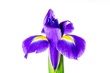 Beautiful iris flower isolated on white background