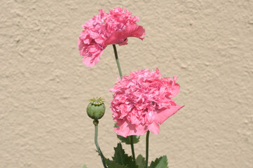 pink ornamental poppies on a neutral background