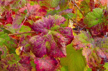 Colorful autumn landscape of oldest wine region in world Douro valley in Portugal, different varietes of grape vines growing on terraced vineyards, production of red, white and port wine.