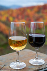 Tasting of Portuguese fortified port wine, produced in Douro Valley with colorful terraced vineyards on background in autumn, Portugal