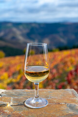 Tasting of Portuguese fortified port wine, produced in Douro Valley with colorful terraced vineyards on background in autumn, Portugal