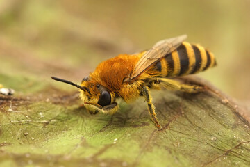 Closeup of a Bare-saddled Colletes similis cleaning of it's face , on a dried up leaf
