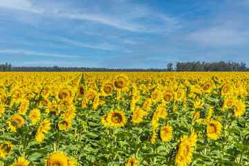 Field of sunflowers in bloom. In the background blue sky with some clouds