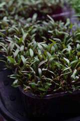 Fresh juicy green microgreens grow in trays. The concept of superfood, healthy eating, veganism.