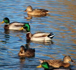 Patos al agua
