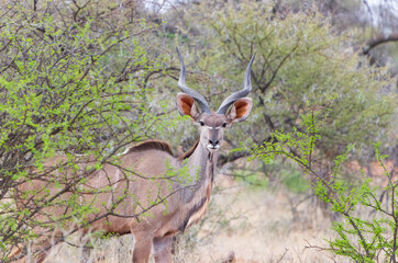 Kudu Bull