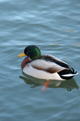 Fototapeta premium Pato nadando