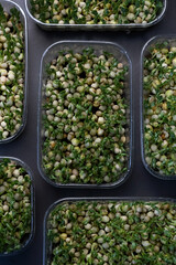 Sprouted peas. Fresh juicy green microgreens grow in trays. The concept of superfood, healthy eating, veganism.
