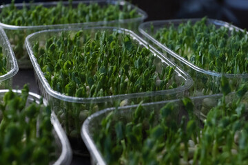 Fresh juicy green microgreens grow in trays. The concept of superfood, healthy eating, veganism.