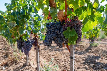 Ripe black or blue syrah wine grapes using for making rose or red wine ready to harvest on...