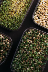 Fresh juicy green microgreens grow in trays. The concept of superfood, healthy eating, veganism.