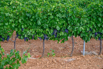 Rows of ripe wine grapes plants on vineyards in Cotes  de Provence, region Provence, Saint-Tropez, south of France
