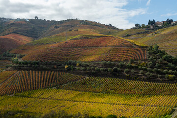 Fototapeta na wymiar Colorful autumn landscape of oldest wine region in world Douro valley in Portugal, different varietes of grape vines growing on terraced vineyards, production of red, white and port wine.