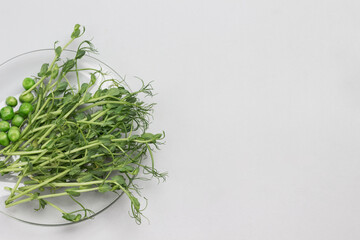 Green pea sprouts and green peas on glass plate