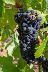 Ripe black or blue carignan wine grapes using for making rose or red wine ready to harvest on vineyards in Cotes  de Provence, region Provence, south of France