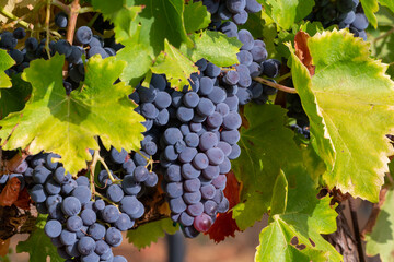 Ripe black or blue syrah wine grapes using for making rose or red wine ready to harvest on vineyards in Cotes  de Provence, region Provence, south of France