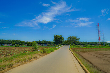 松戸市矢切の田園風景