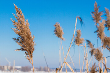 winter in the village. winter lake covered with ice and snow. reeds. rink. the water is covered with snow. early winter